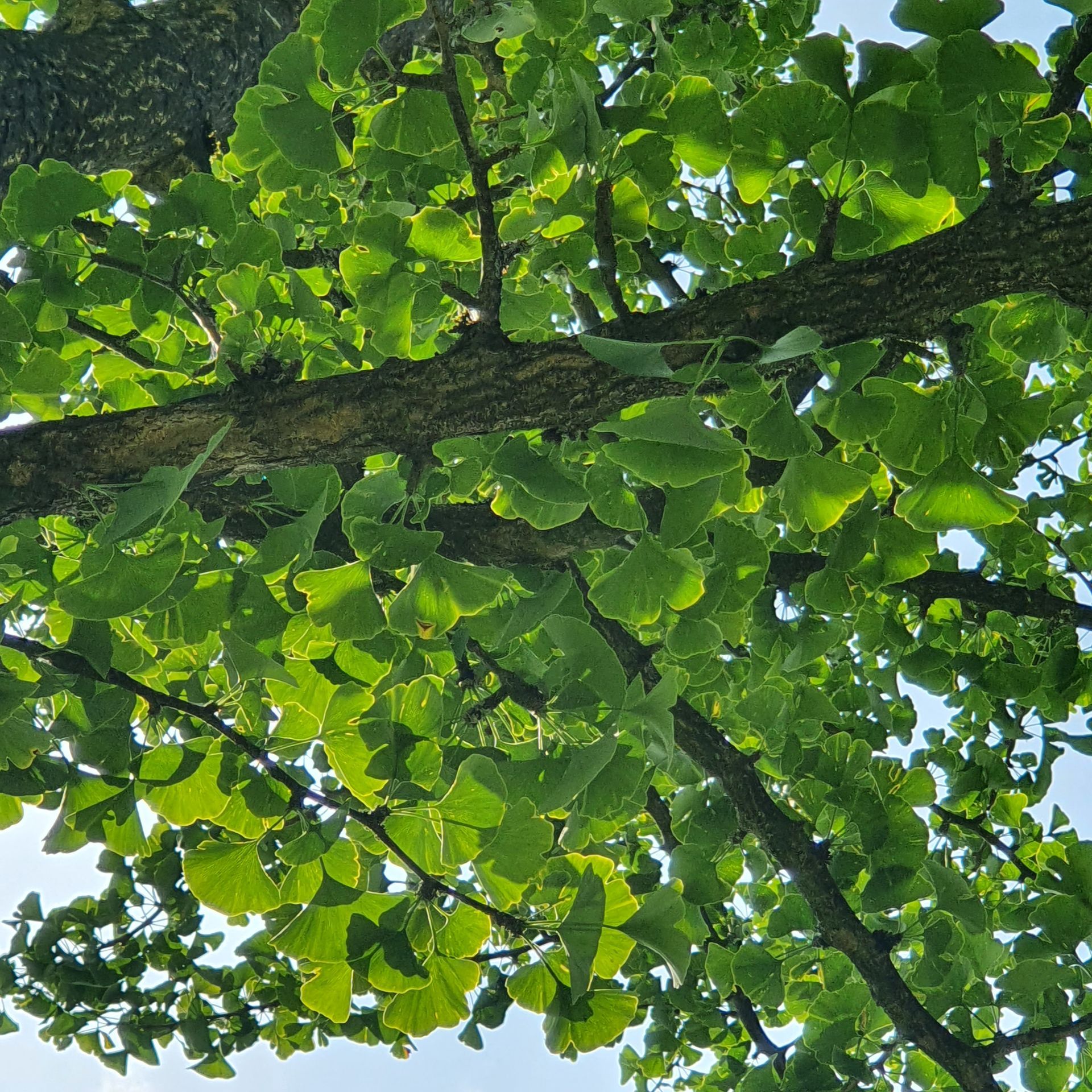 Omhoog kijkend naar een boom met veel groene bladeren