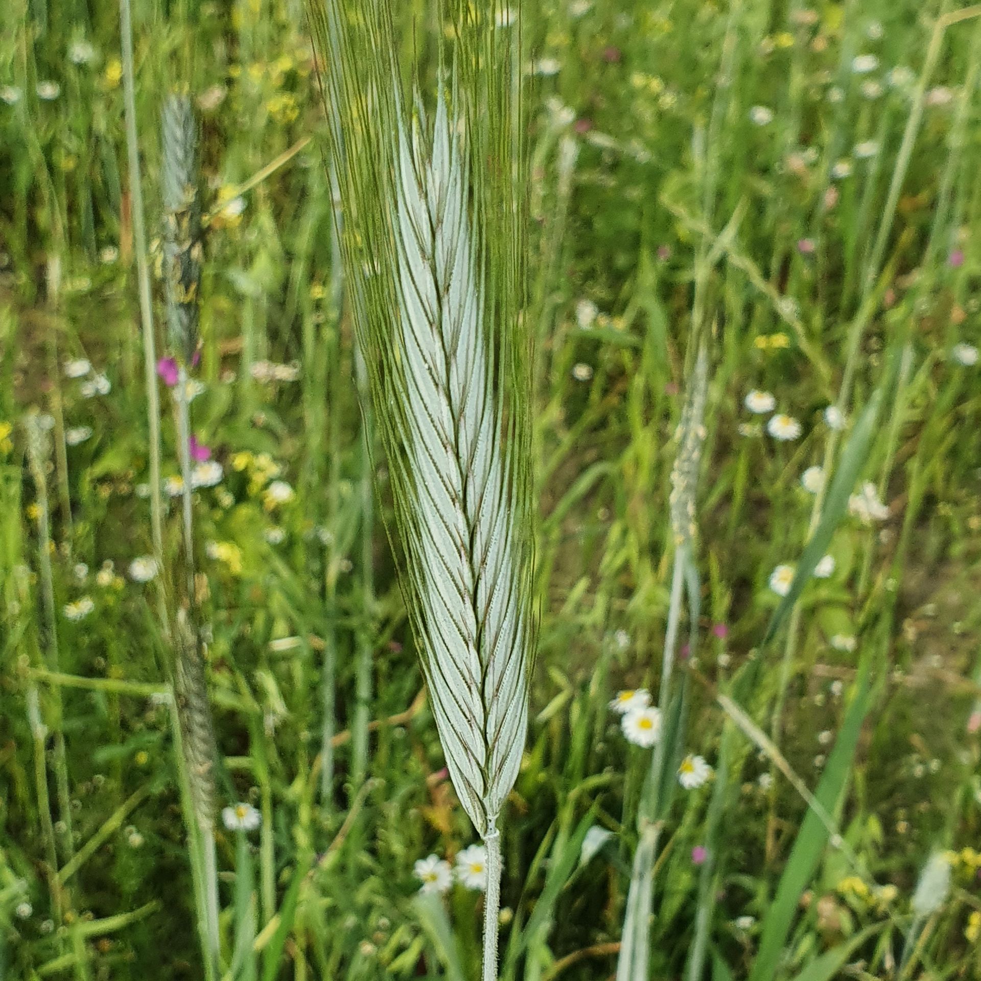 Een close-up van een tarwekolf in een veld met gras en bloemen.