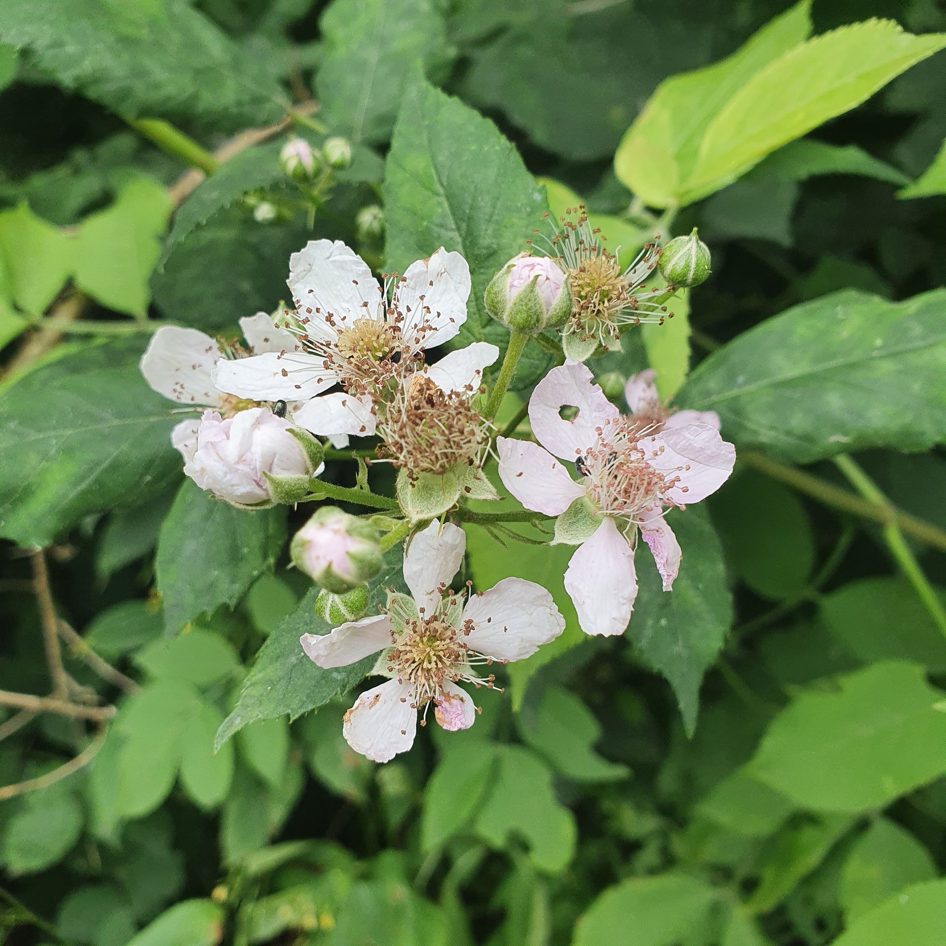 Een close-up van een plant met witte bloemen en groene bladeren