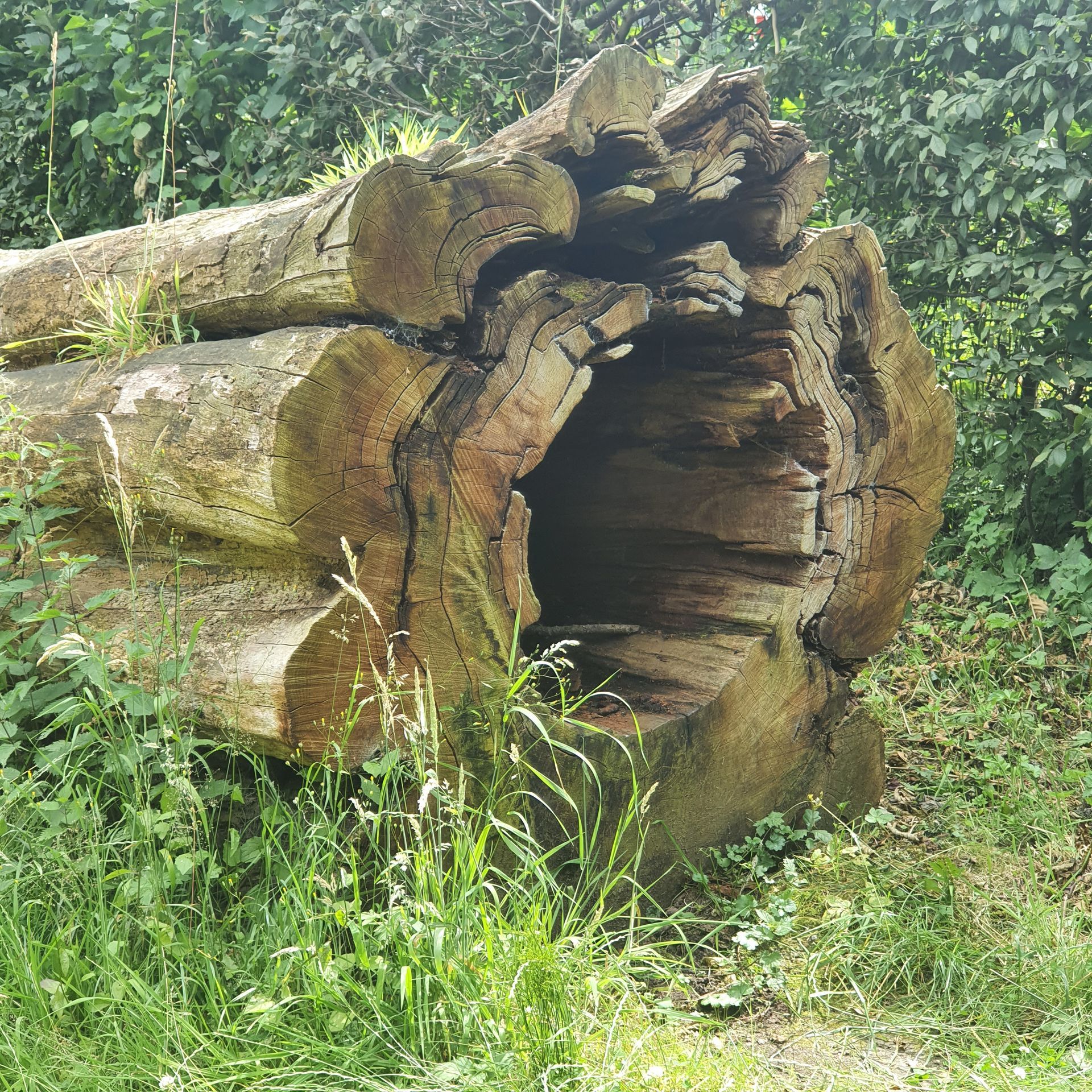 Een doorsnee van een holle boomstam liggend op het gras