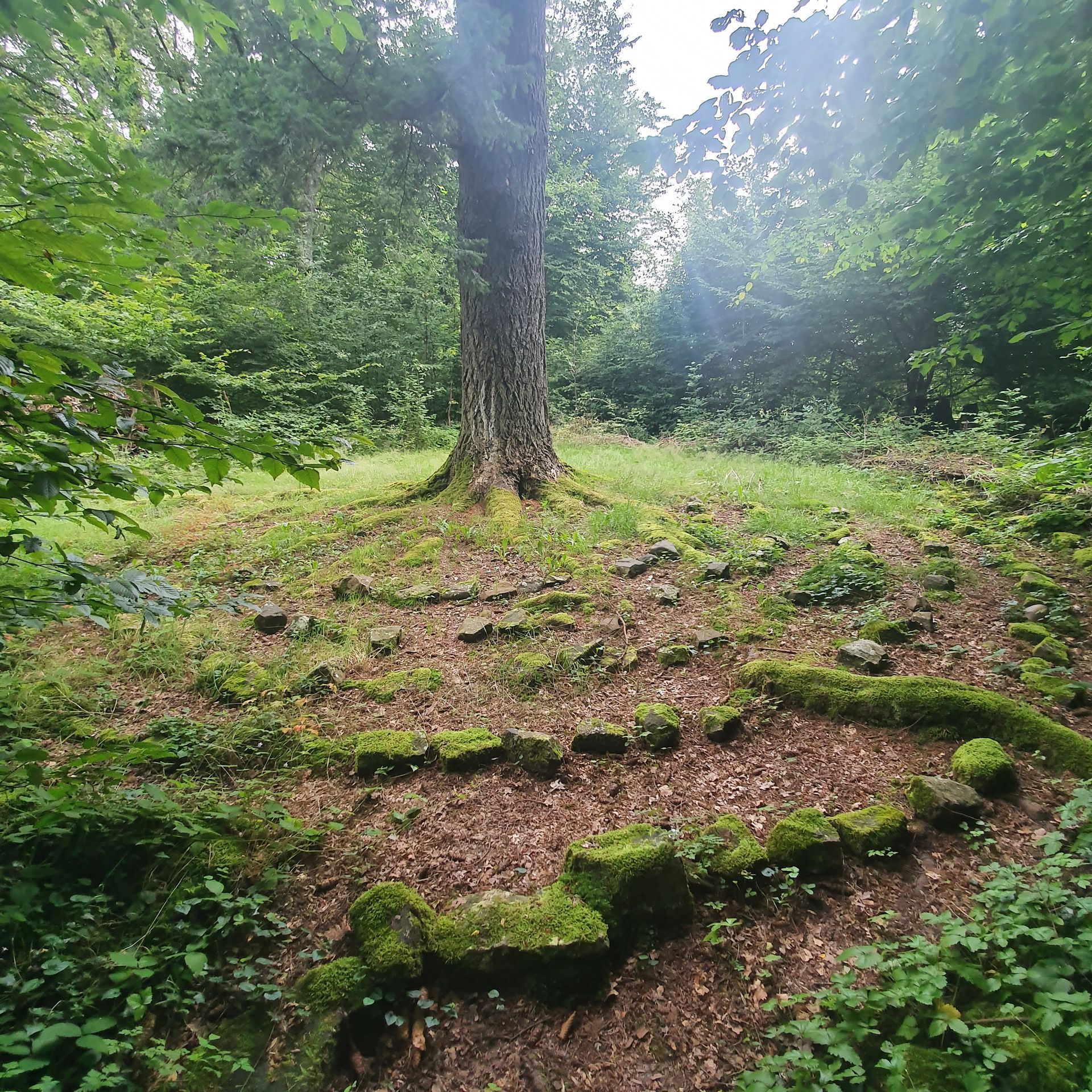 Een boom in het midden van een bos met mos op de grond