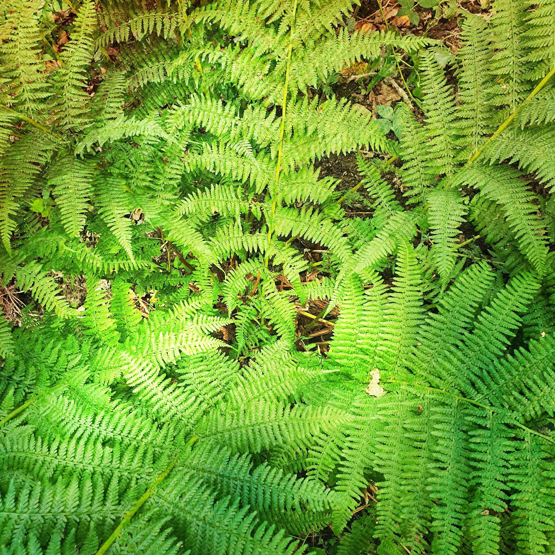 Een bosje groene varens groeit op de grond