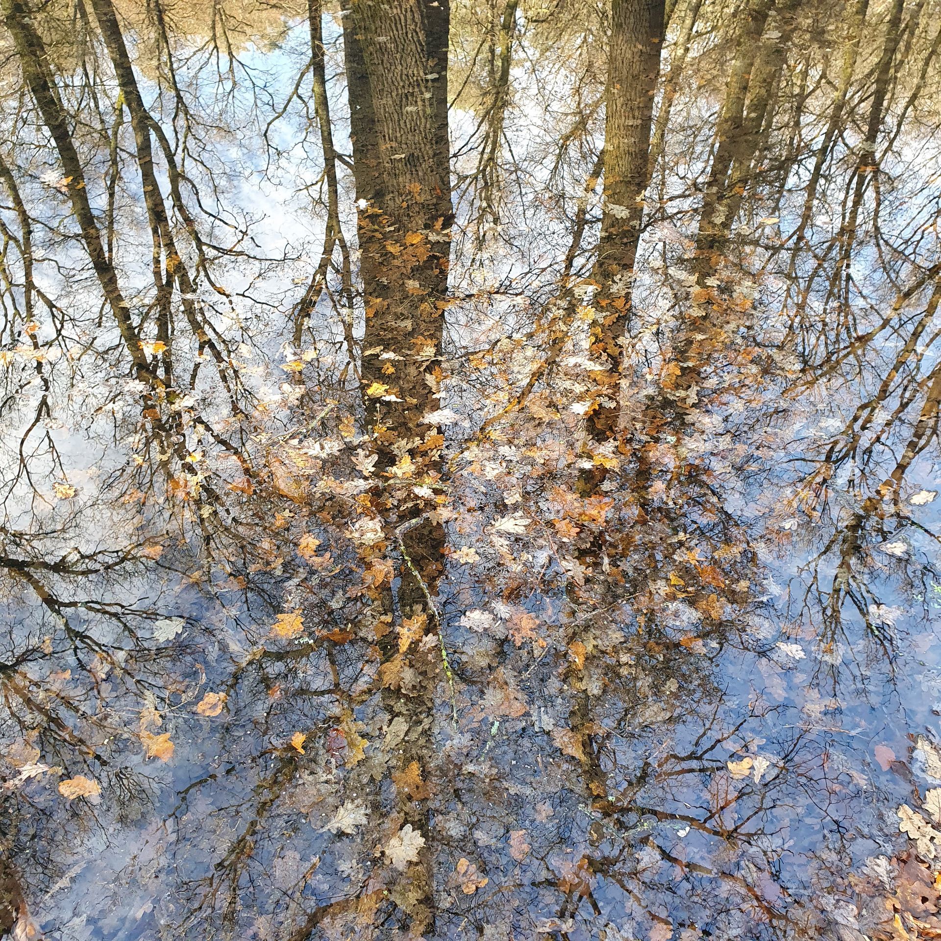 A puddle of water with trees reflected in it