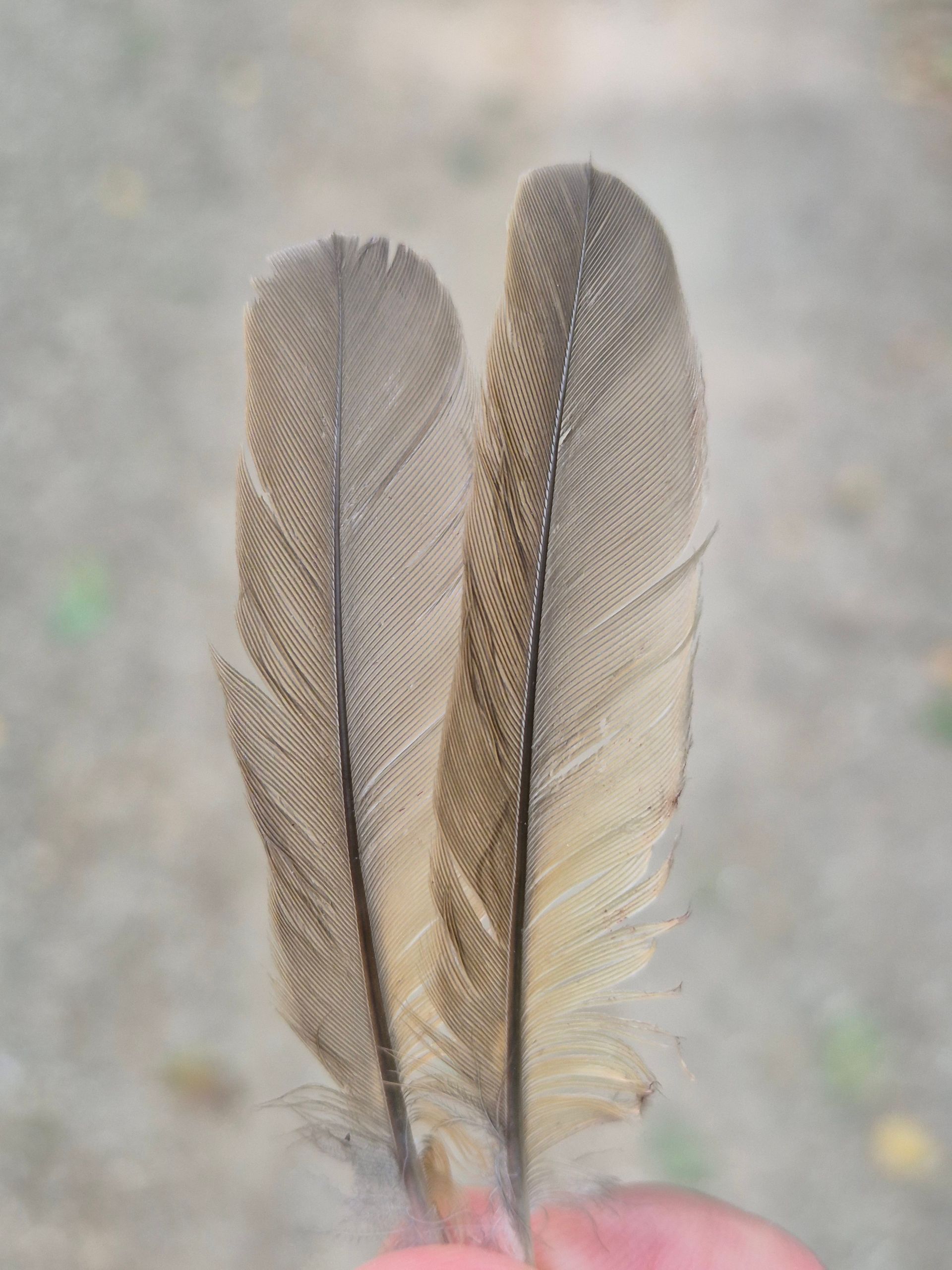 Twee gespikkelde, bruin-beige veren.