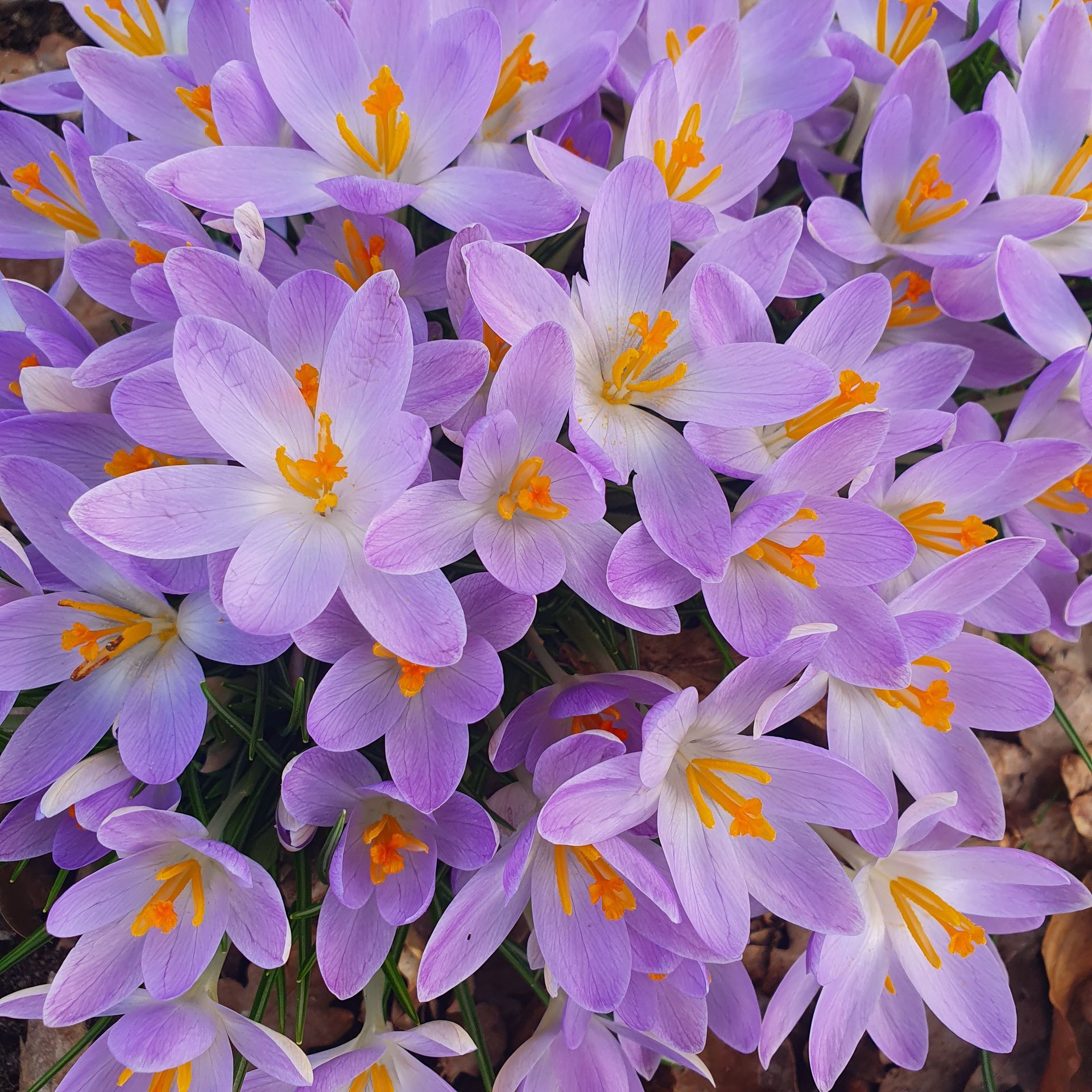 bosje krokussen in de natuur
