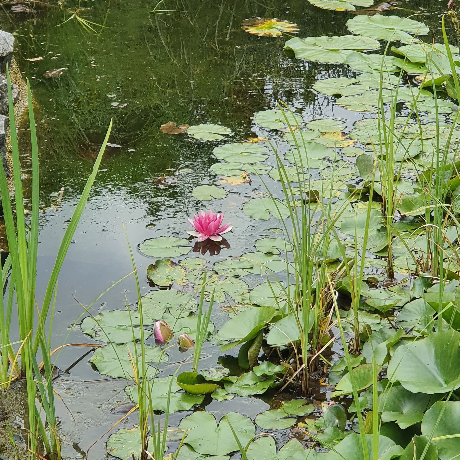 Een roze bloem drijft in een vijver omringd door waterlelies