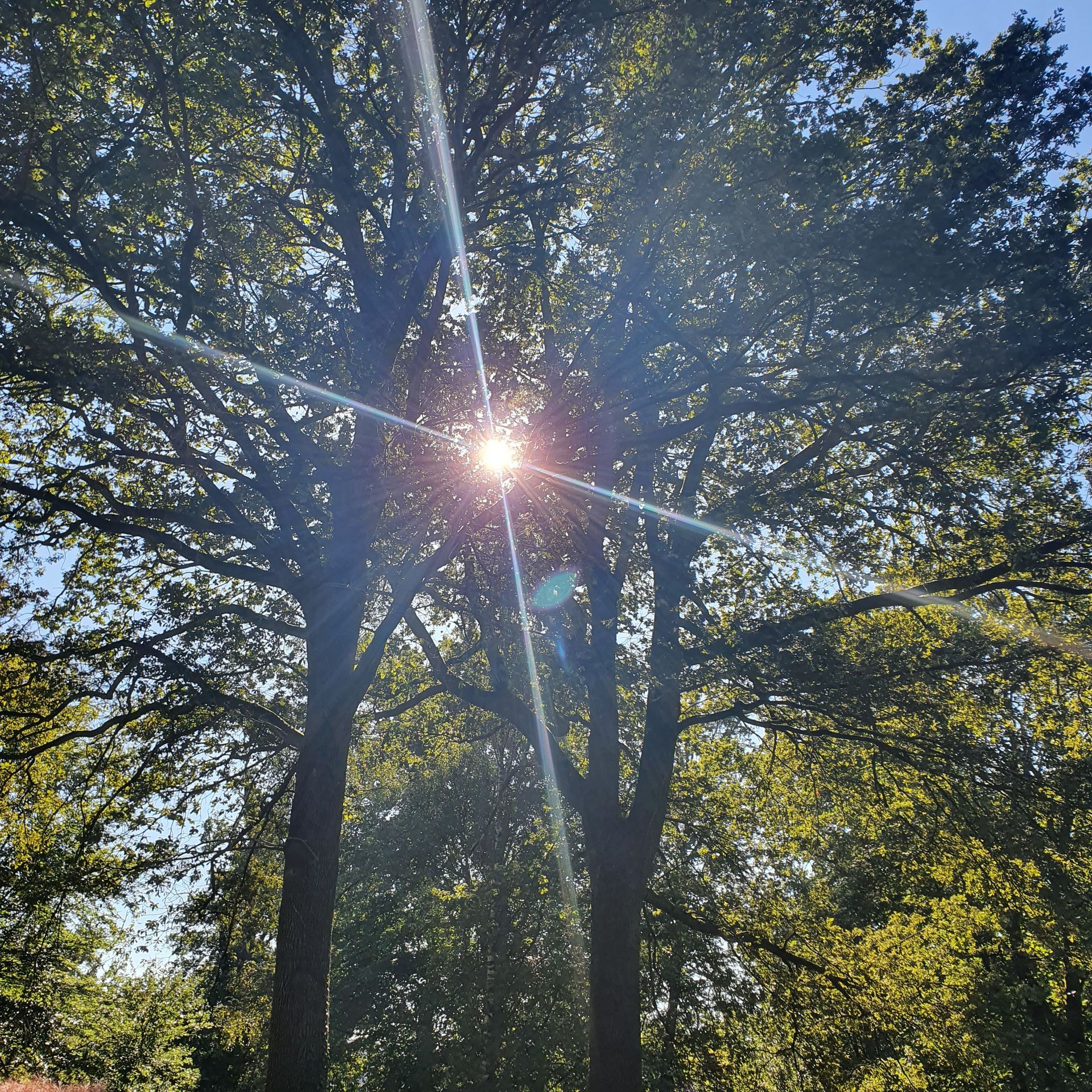 zonlicht door de bomen