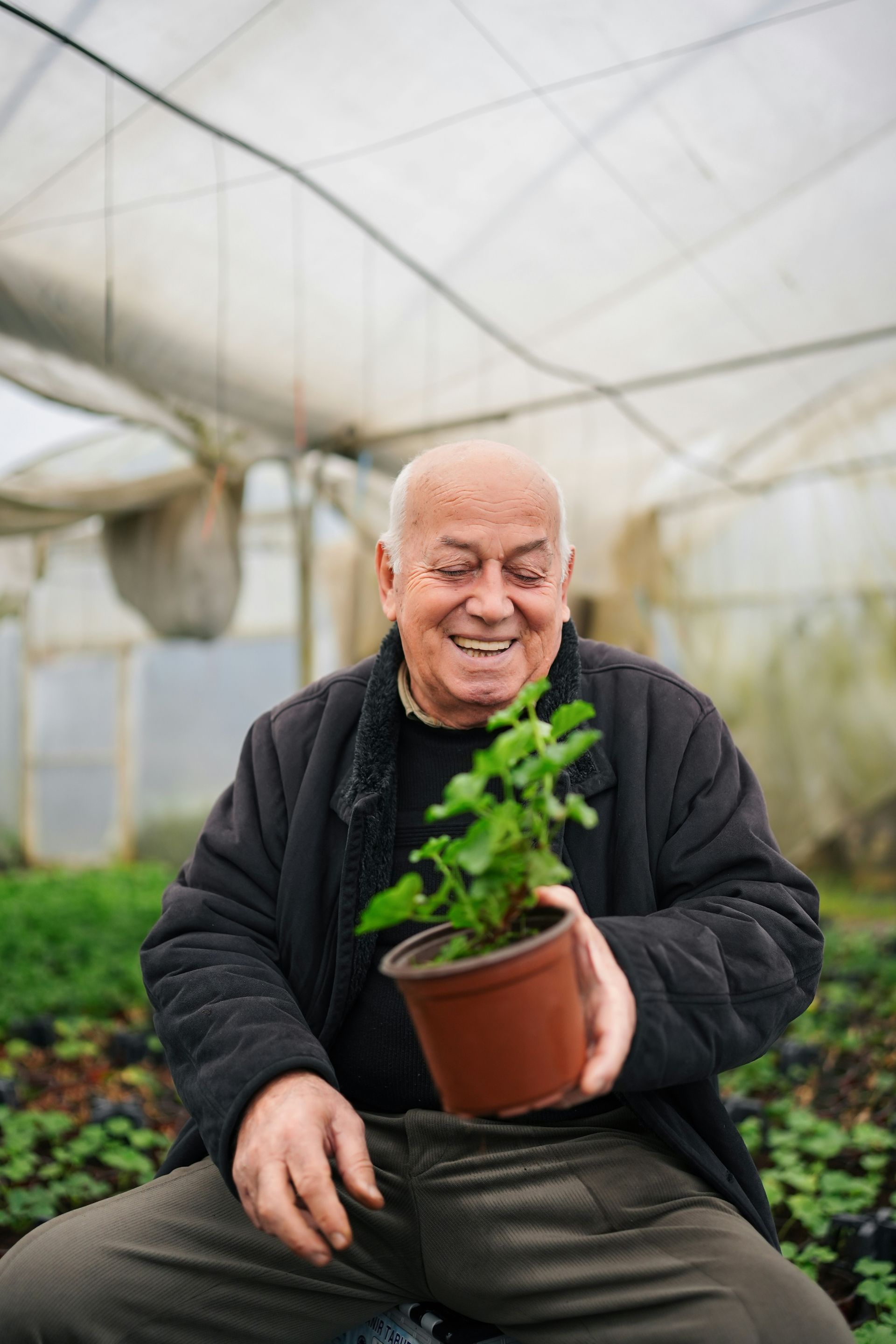 An elderly man is holding a potted plant in a greenhouse.