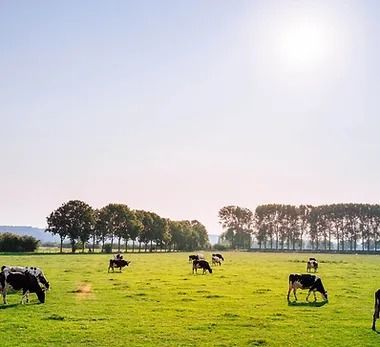 A herd of cows grazing in a field with trees in the background