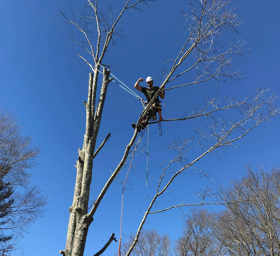 One of our tree service professionals cutting a tree removal project down to size in Providence RI