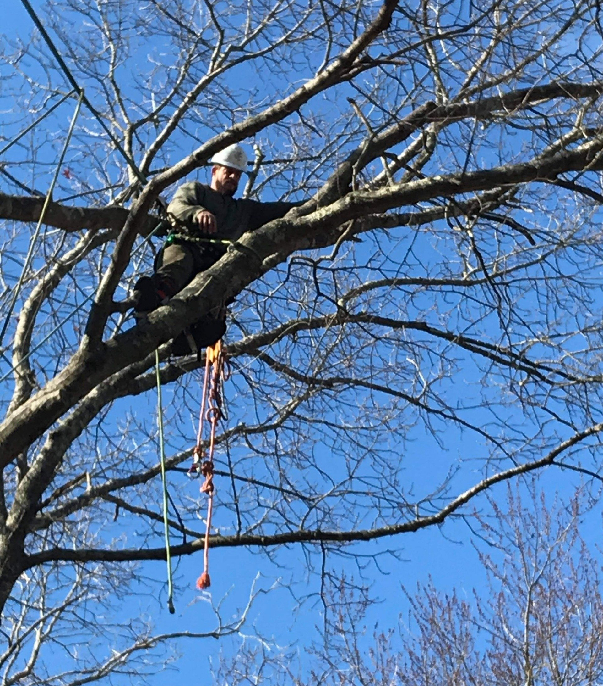 A groundsman works on breaking down some of the logs that one of our climbers felled while doing a tree removal job in Taunton MA