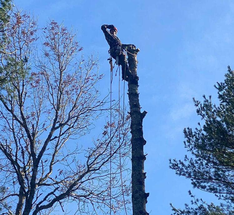Ropes and cables keep one of our experts safe as he carefully breaks down a tree branch while working on tree removal in Taunton MA