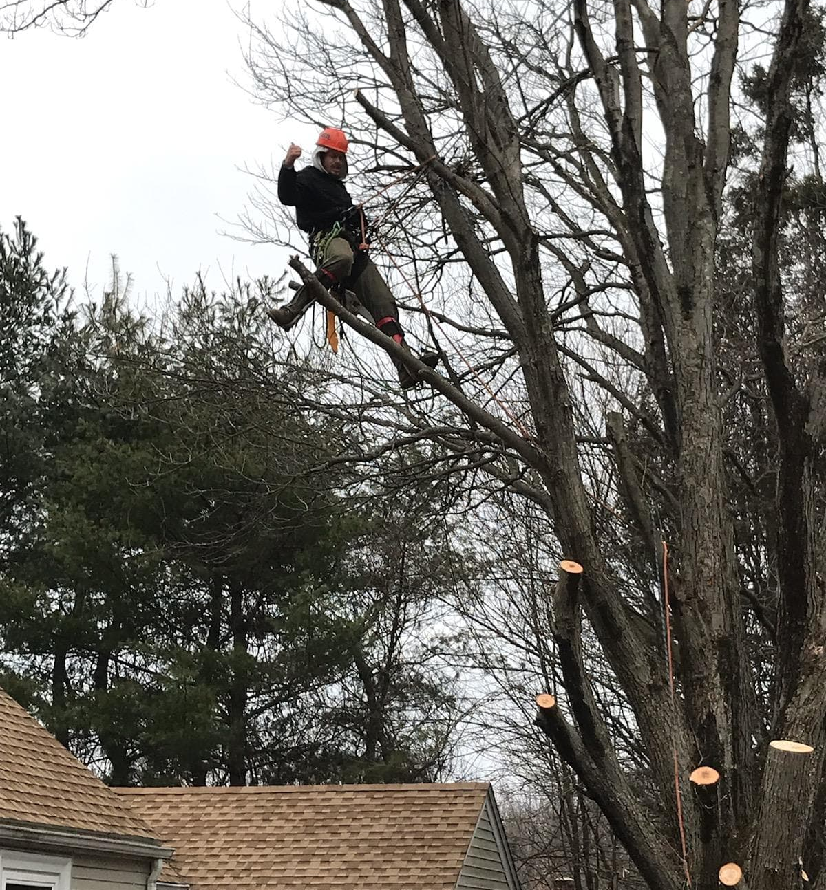 A tree service expert carefully cuts down a tree in someone's yard while doing tree service in Taunton MA