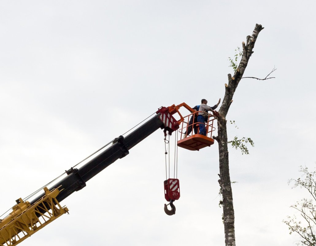 Two tree service workers give a push to the top section of a cut tree in Providence RI. You can imagine they're saying 