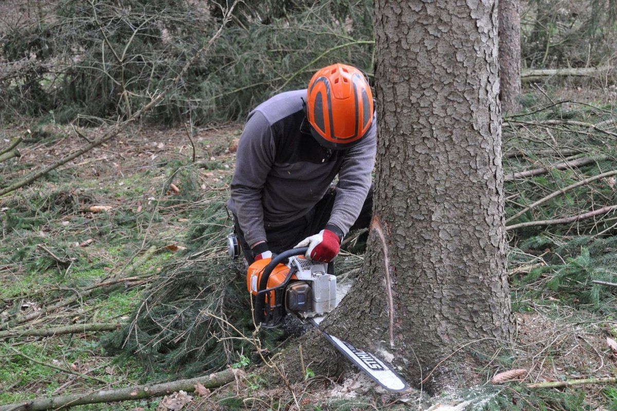 One of our tree service professionals works at cutting away a piece of a tree stump while doing a tree removal in Fall River Massachusetts.