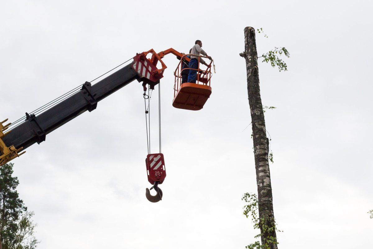 Another photo of two of our tree service experts in a bucket truck, felling a tree in Providence RI