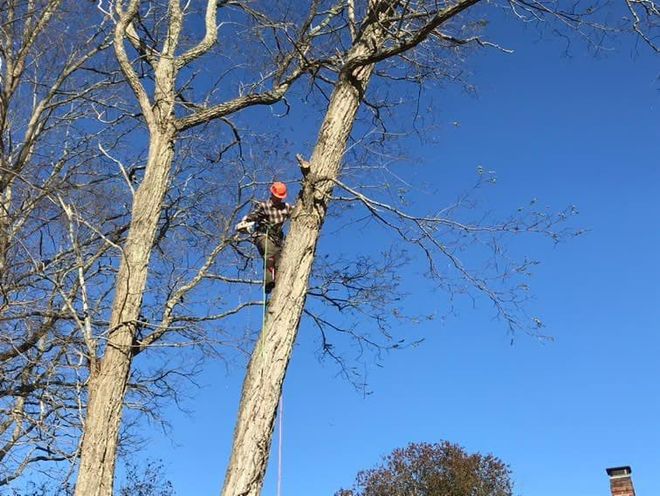 A tree removal expert working on a storm damaged tree removal project in the Providence area.