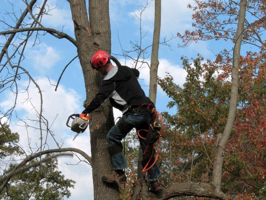 One of our tree pros prepares to cut a branch while working on a tree service project in Taunton MA