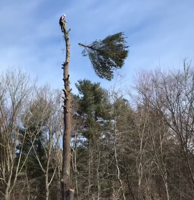 A couple tree professionals cutting a tree down to size while standing in the bucket of a bucket truck in Providence