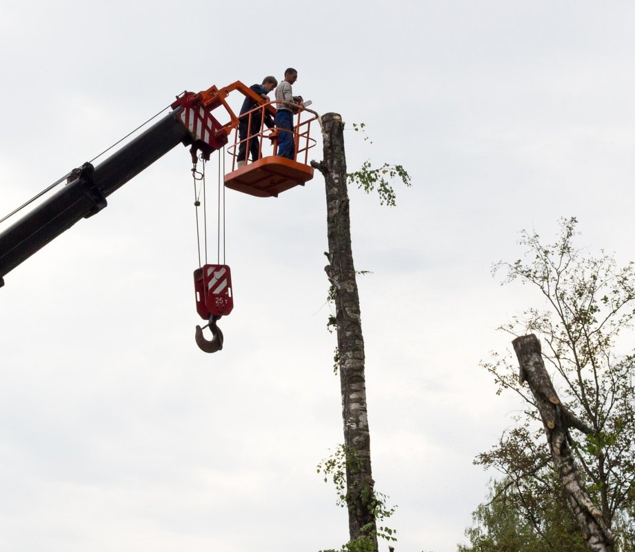 Two of our gentlemen tree service workers in Providence RI in the bucket truck, this photo was taken moments after the tree was cut. You can see the top half of the tree falling to the side.