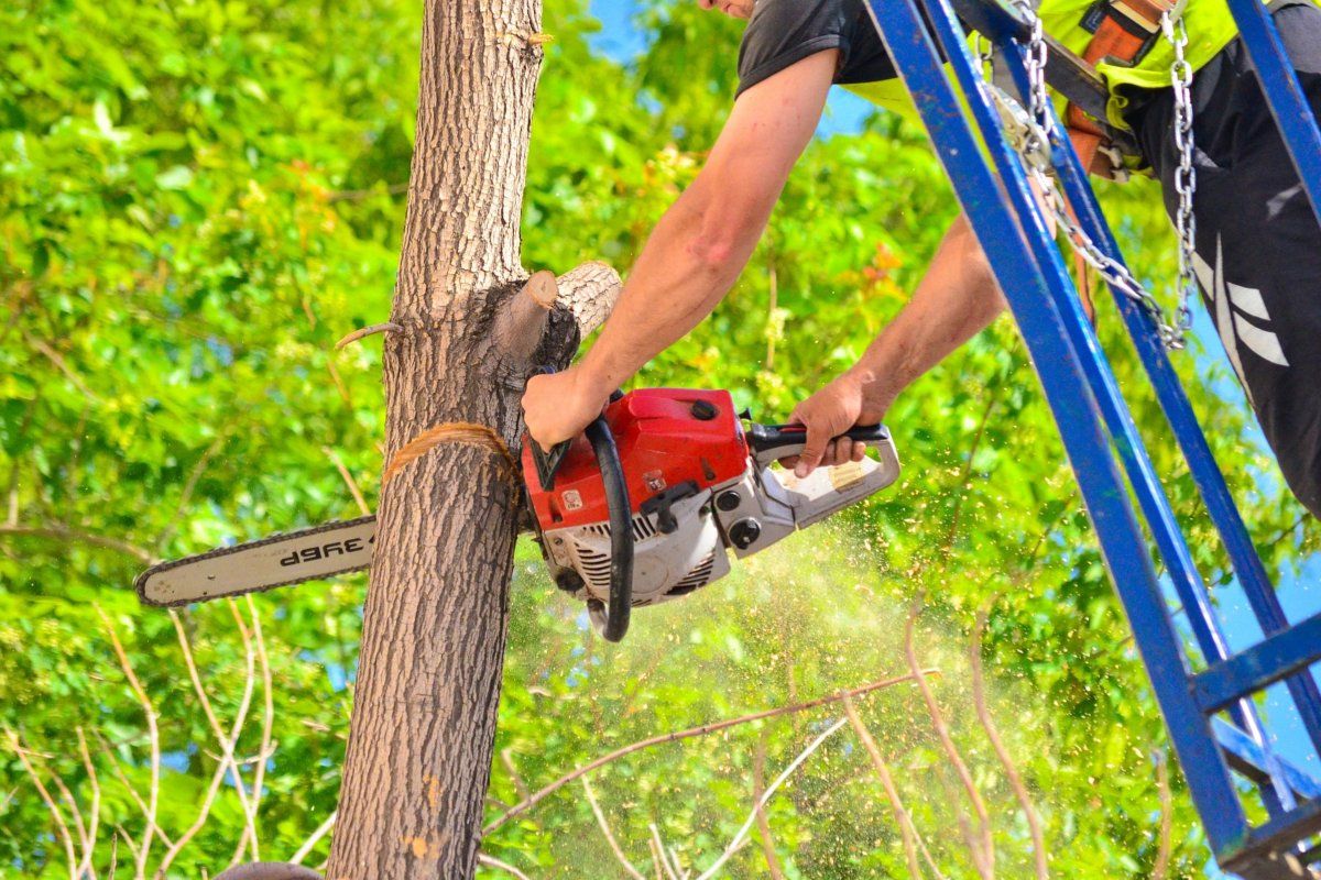 One of our team of tree service pros carefully and safely cuts a branch off of a tree service job in Fall River.