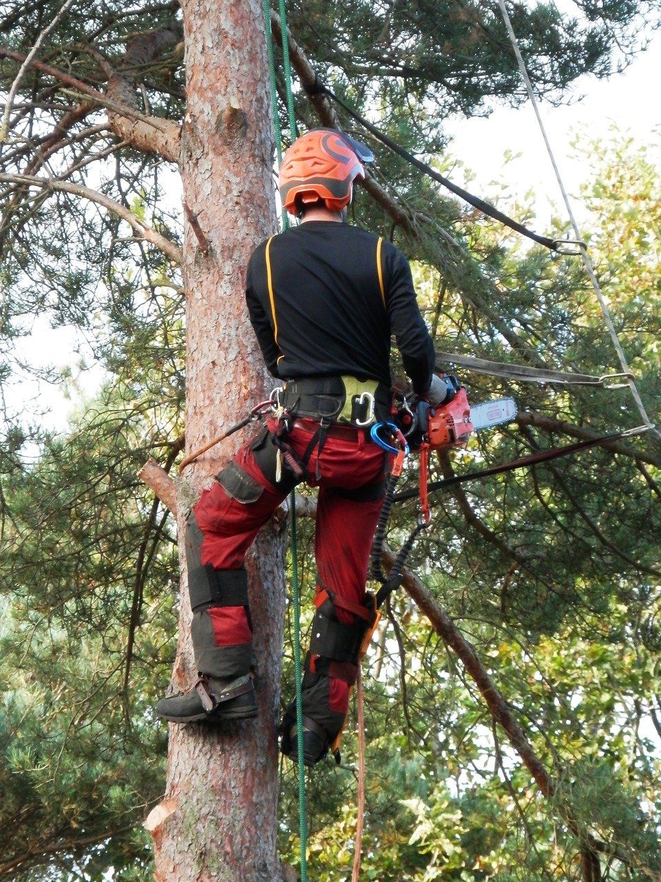 One of our brave and hard working tree climbers is pictured here, cutting down a tree in Taunton Massachusetts