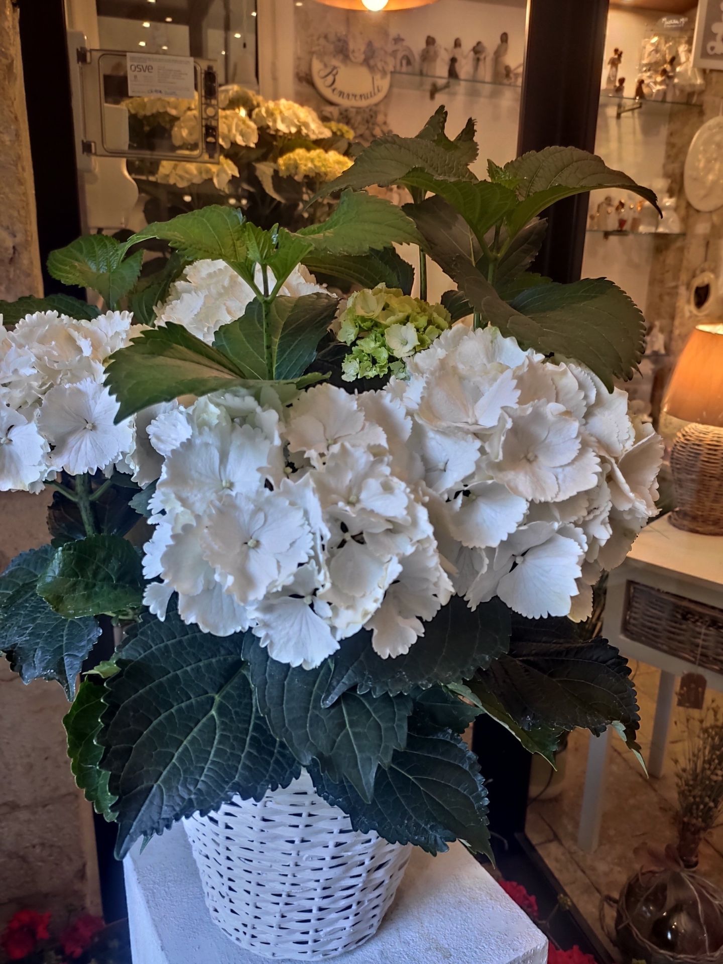 fiori e piante casamassima