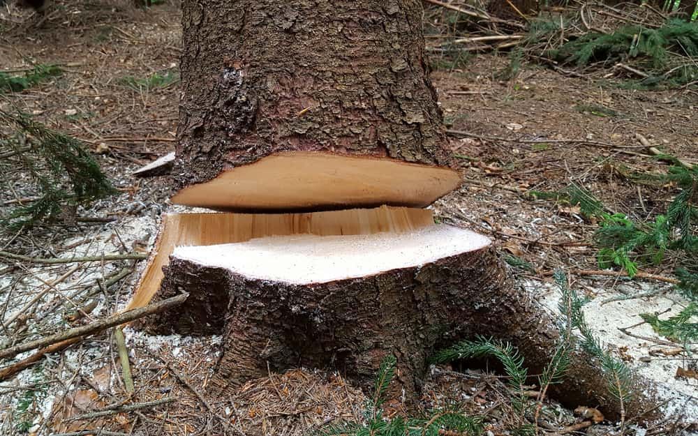A Tree Stump is Being Cut With a Chainsaw in the Woods — Grind It Stump Grinding & Tree Removal in Falls Creek, NSW