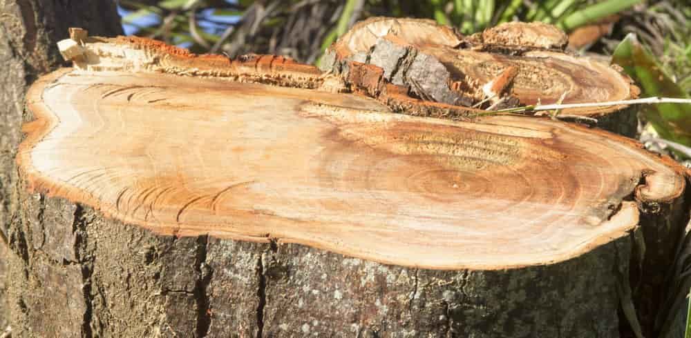 A Piece of Wood is Sitting on Top of a Tree Stump — Grind It Stump Grinding & Tree Removal in Vincentia, NSW