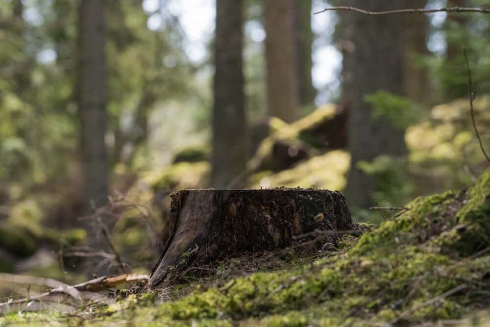 A Tree Stump in the Middle of a Forest Covered in Moss — Grind It Stump Grinding & Tree Removal in Sussex Inlet, NSW