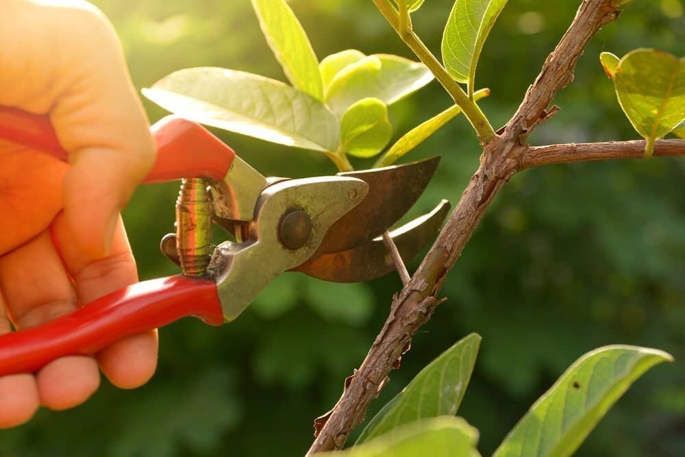 A Person is Cutting a Tree Branch With a Pair of Scissors — Grind It Stump Grinding & Tree Removal in Callala Bay, NSW