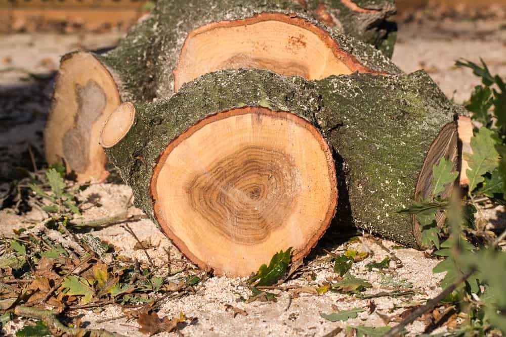 A Pile of Logs Sitting on Top of Each Other on the Ground — Grind It Stump Grinding & Tree Removal in Callala Bay, NSW