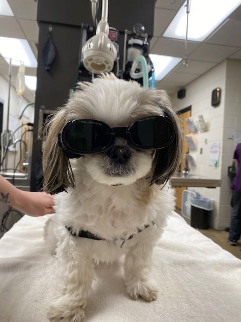 A dog wearing goggles