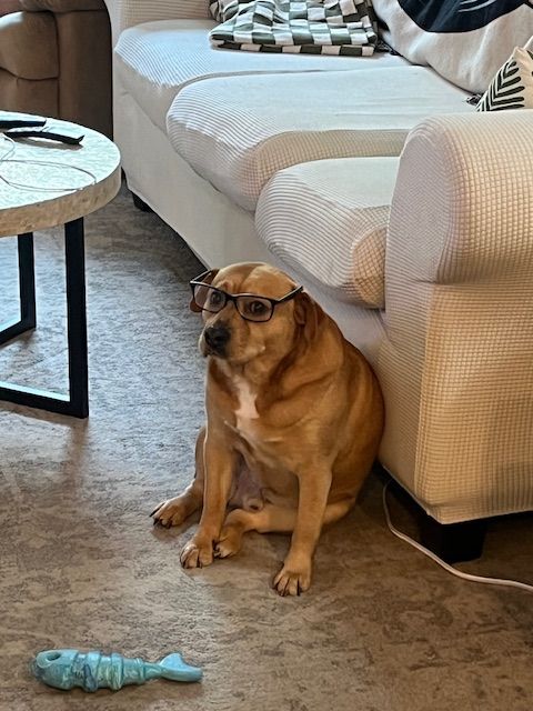 An older dog sitting