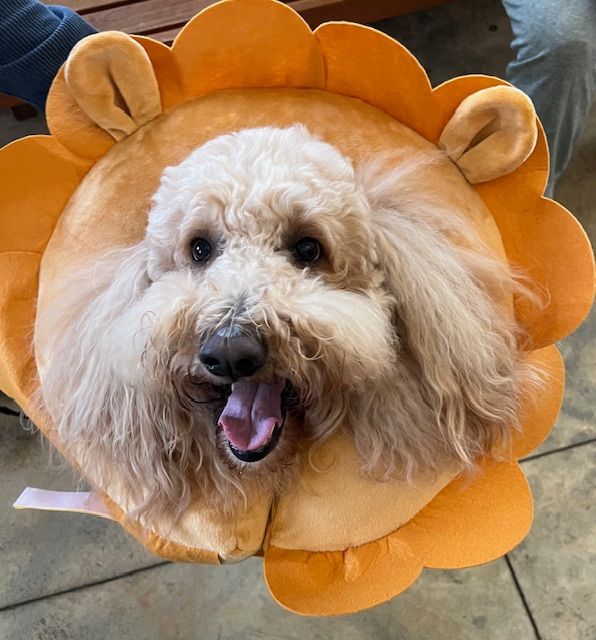 A dog wearing a sunflower costume