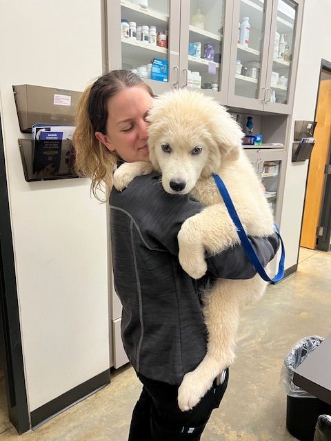 A dog with their human