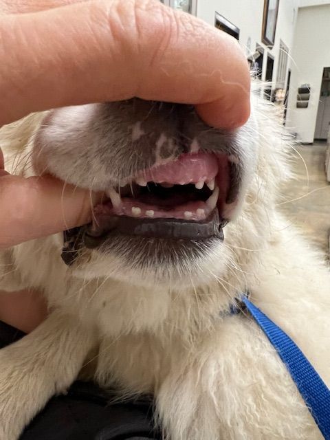 An older dog's teeth