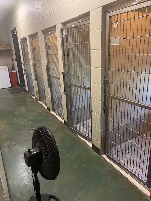 Our canine boarding kennels
