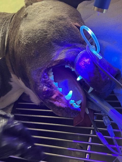 A dog being given oral care