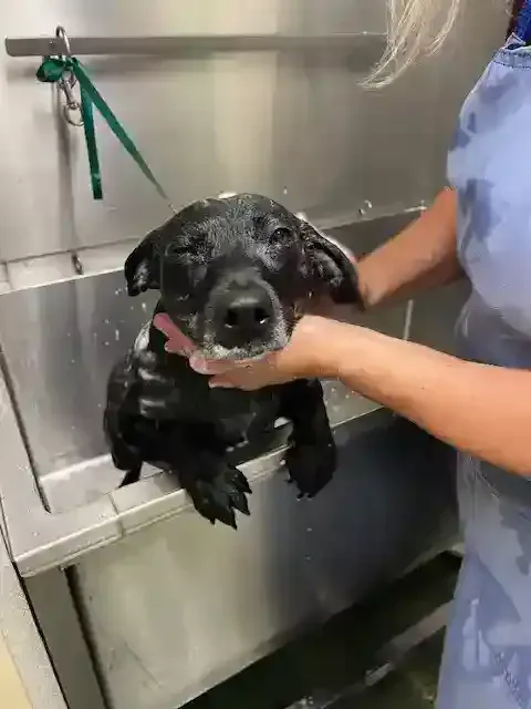 Pet Bath