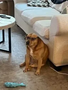 Wellness & Preventive Care