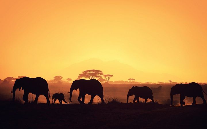 A herd of elephants walking in a field at sunset.