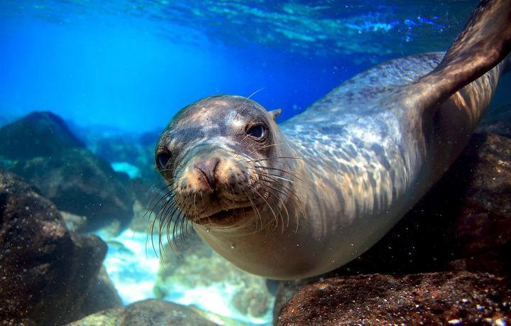A seal is swimming in the ocean and looking at the camera.