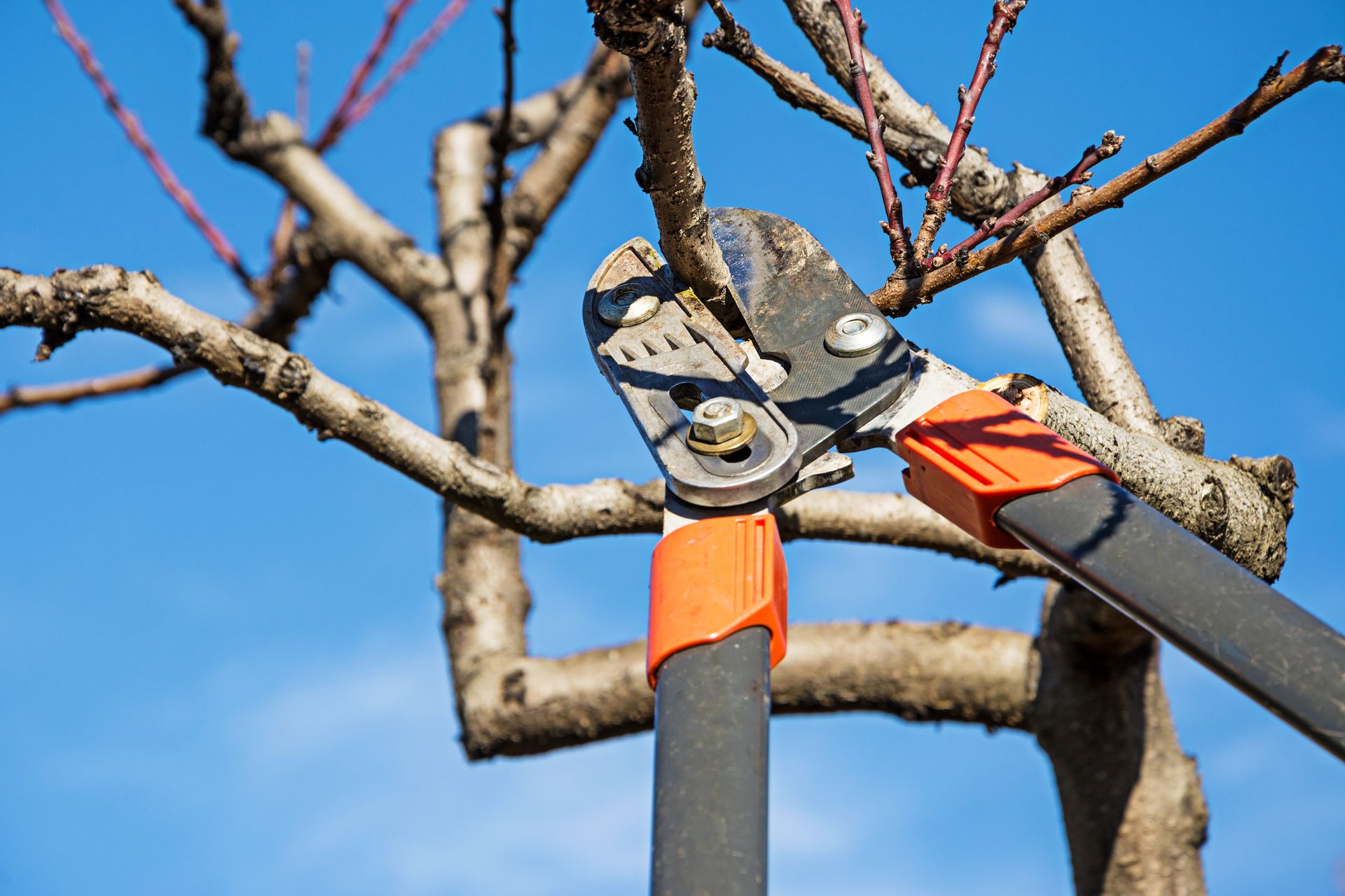 Pruning shears cutting a tree branch against a blue sky