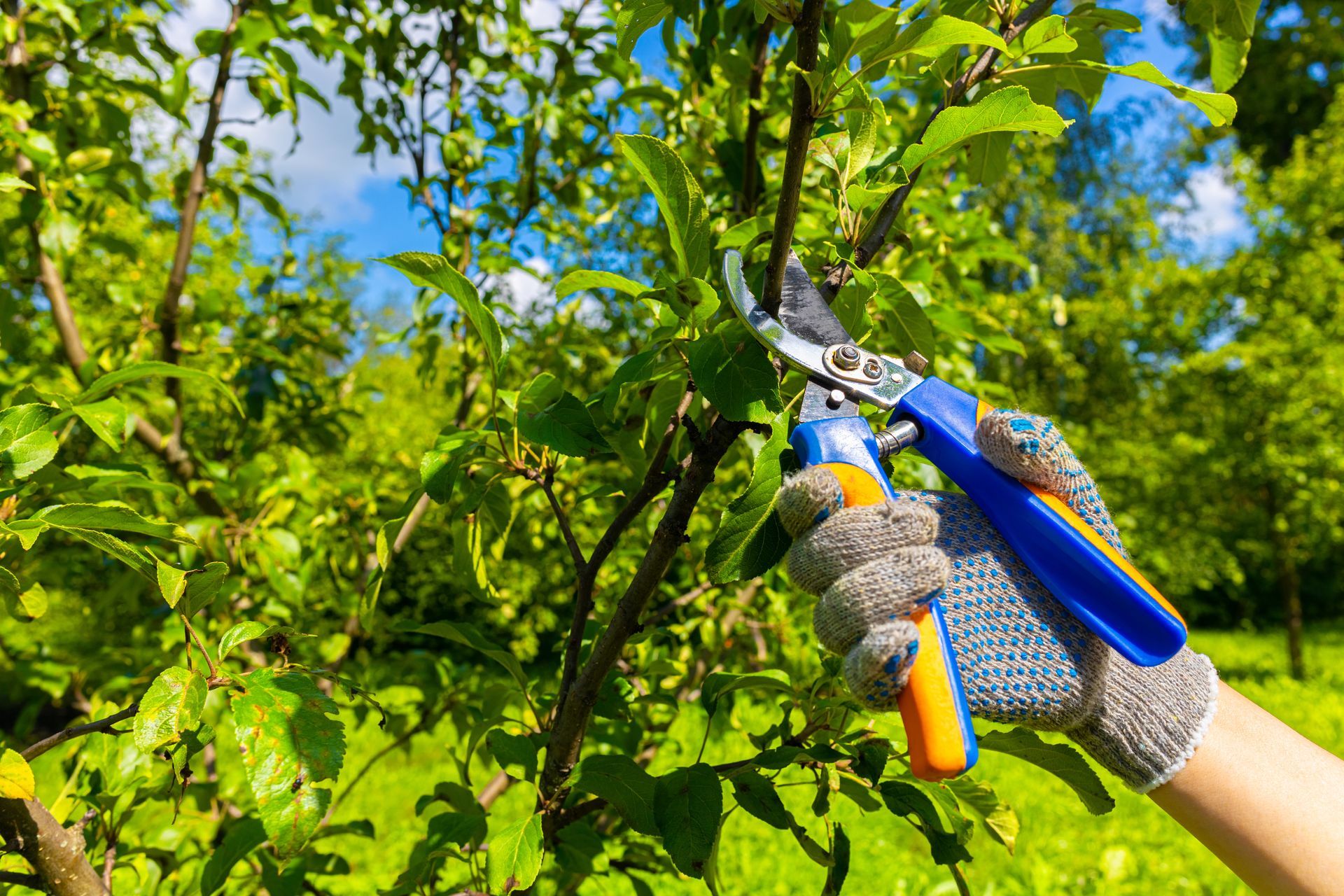 Gloved hand using pruning shears to trim branches of a green tree against a blue sky.