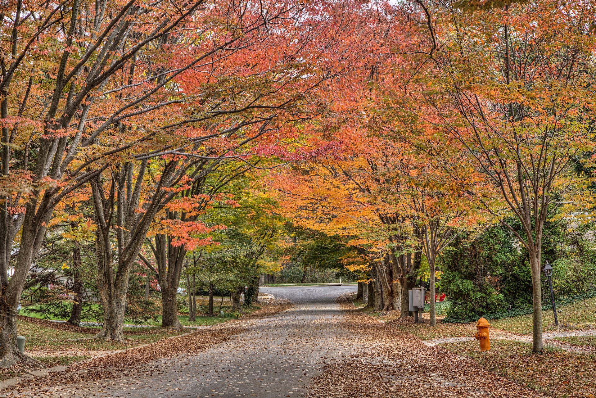 A tree-lined pathway with red and orange autumn leaves