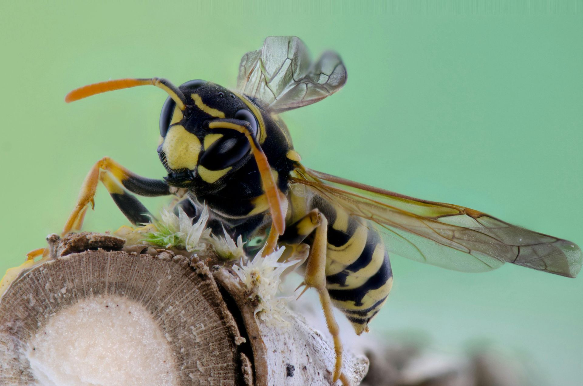Yellow and black wasp on a tree branch, wings spread, with a green backdrop.