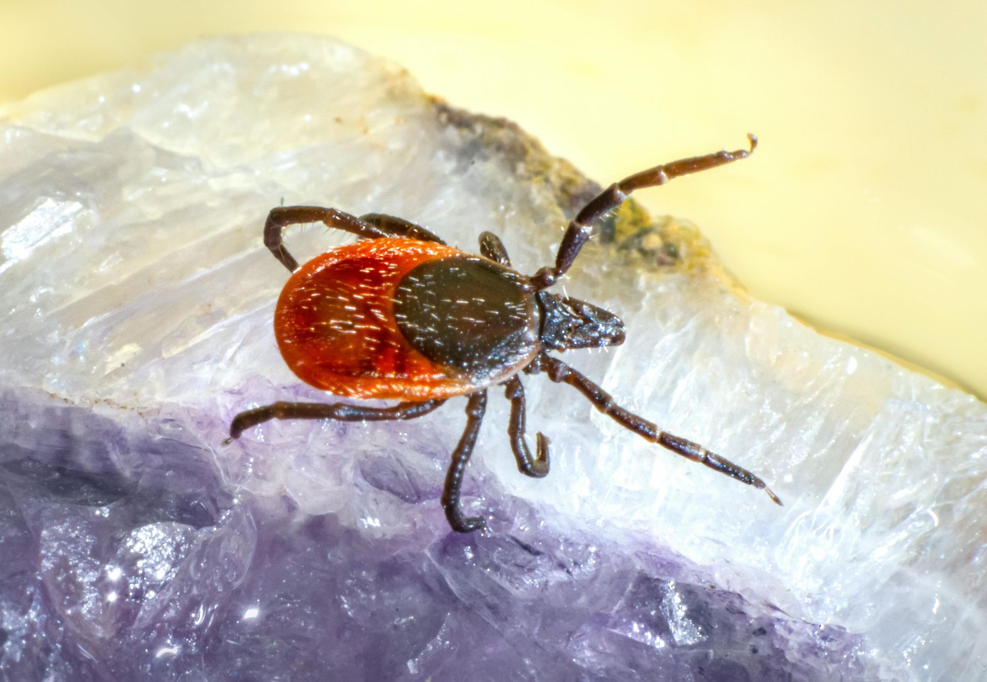 Tick with red and black body, sitting on a crystal.