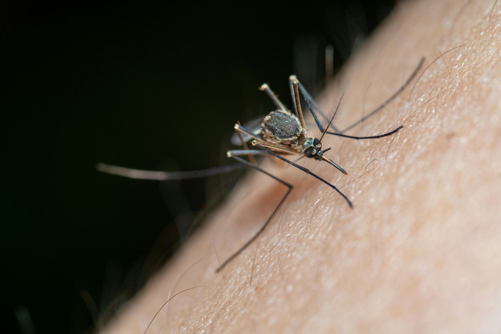 Mosquito feeding on human skin. Close-up shows insect piercing skin, detail.