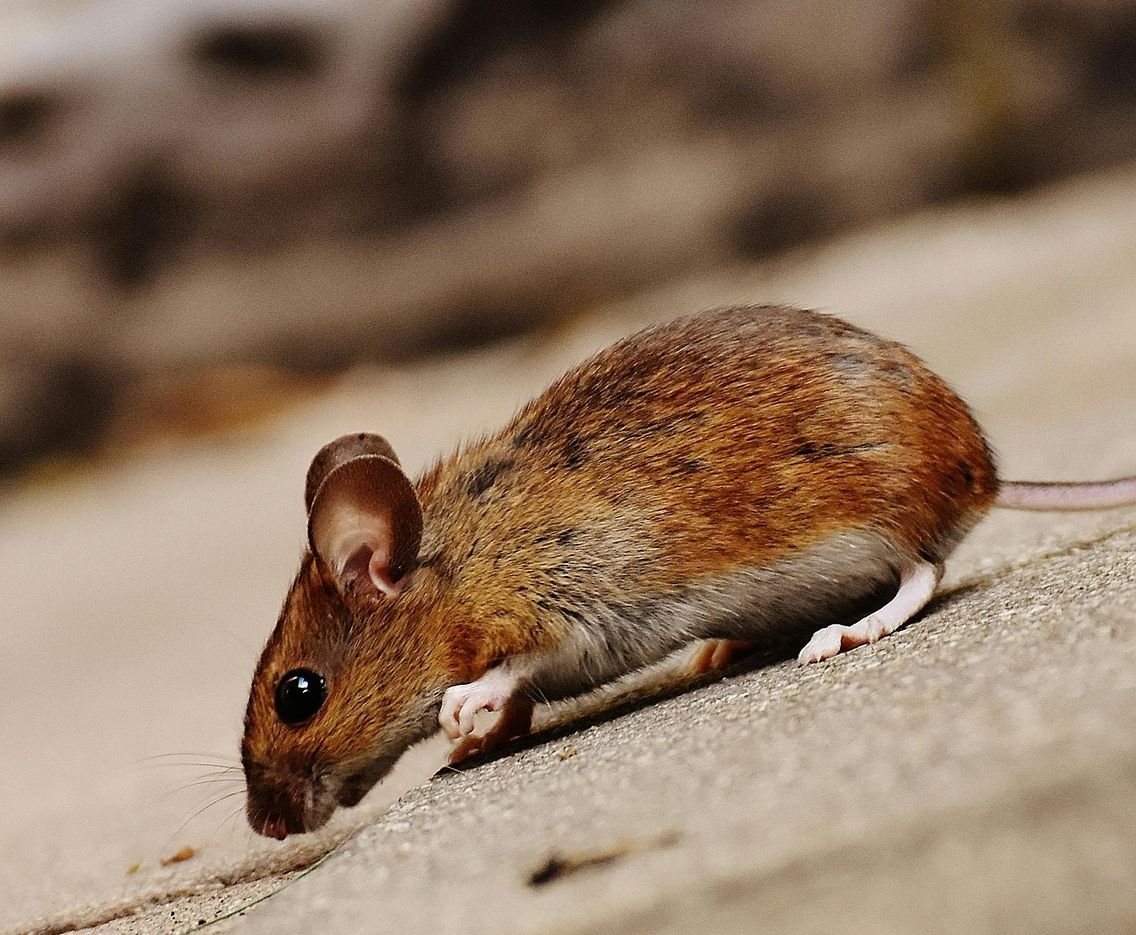 Brown mouse on a sandy surface, looking down, with a long tail.